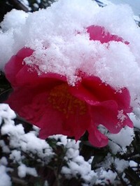 雪の朝 2008/01/25 09:01:13