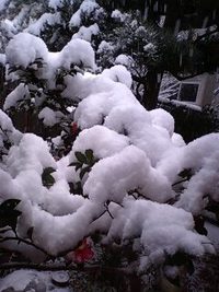 雪 2008/02/13 08:04:25
