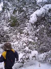雪のなか 2008/02/24 10:55:22
