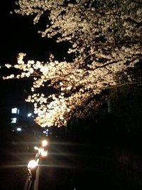 夜桜 2008/04/05 19:21:41