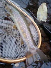 夏の釣り日記６ 2008/07/21 08:13:26