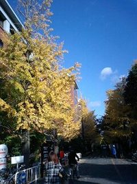 京大の銀杏 2008/11/19 09:36:30