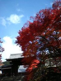 曼殊院の紅葉 2008/11/22 14:00:11