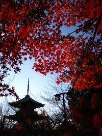 真如堂の紅葉 2008/11/30 15:59:12