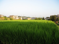 夏休み写真日記　その３