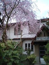 しだれ桜 2009/03/28 13:43:45