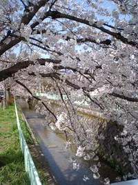 疎水の桜 2009/04/05 15:22:04