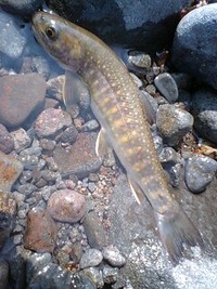 ＧＷ釣行３ 2010/05/02 12:42:24