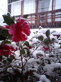 雪の大晦日 2010/12/31 12:11:16