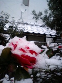雪の朝 2011/01/16 10:13:01