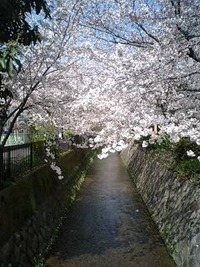 満開！ 2011/04/10 09:33:48