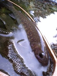 夏のキャンプ釣行２ 2011/07/16 19:28:06