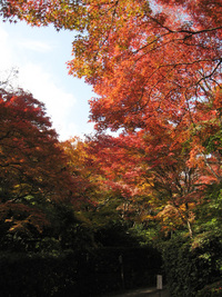 常寂光寺の紅葉 2007/11/20 20:51:06