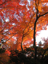 八瀬の紅葉 2007/11/30 23:27:23