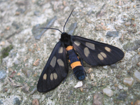 法の山のカノコ蛾 2008/06/08 16:54:55
