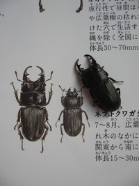 「法」の山のネブトクワガタ 2008/07/19 23:57:00