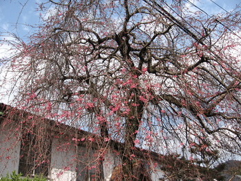 銀月アパートの枝垂れ桜