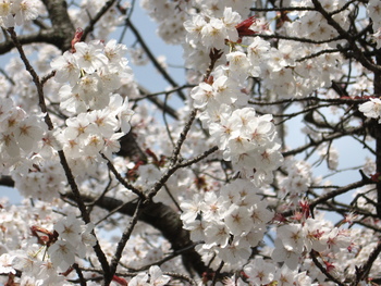 お皿公園の桜
