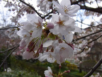 桜の開花と雪の大文字