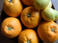 冬の贈り物 2011/01/29 14:38:36