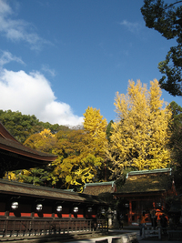 北野天満宮の銀杏 2008/12/01 23:39:09