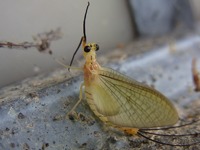 台風とモンカゲロウ 2011/05/30 22:14:51