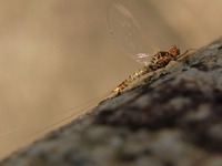 鴨川の水生昆虫 2010/04/27 23:37:18