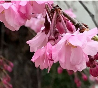 桜アップ