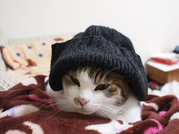本日の一枚　～のら～