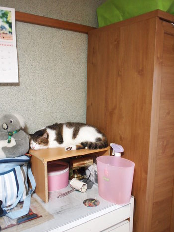 本日の一枚　～のら～