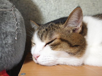 本日の一枚　～のら～