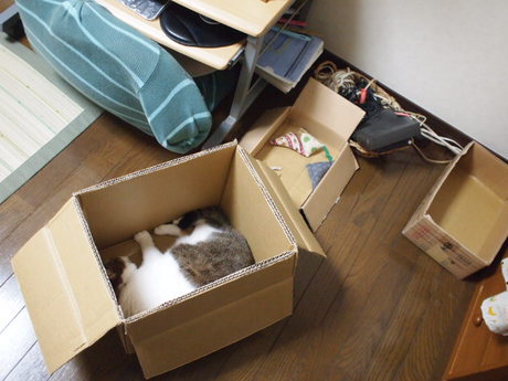 本日の一枚　～のら～
