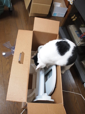 本日の一枚　～ホルス～