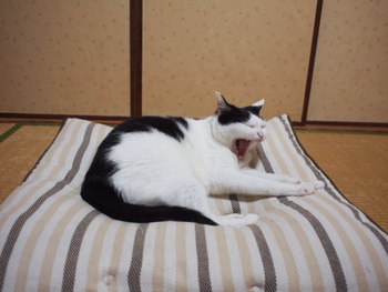 本日の一枚　~ホルス~