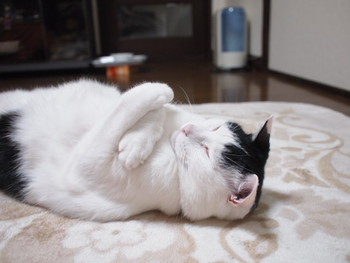 本日の一枚　~ホルス~