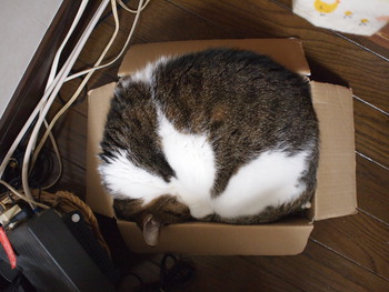 本日の一枚　～のら～