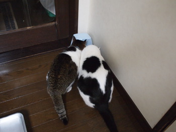 本日の一枚　～のらとホルス～