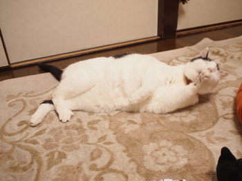 本日の一枚　~ホルス~