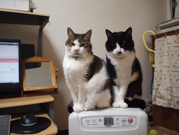 本日の一枚　～のらと田中さん～