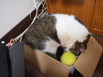 本日の一枚　～のら～