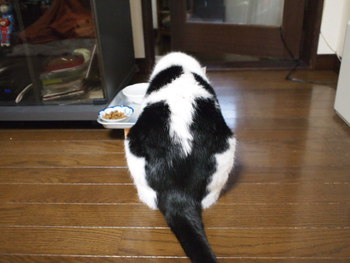 本日の一枚　~ホルス~
