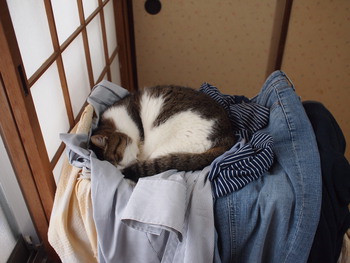 本日の一枚　～のら～