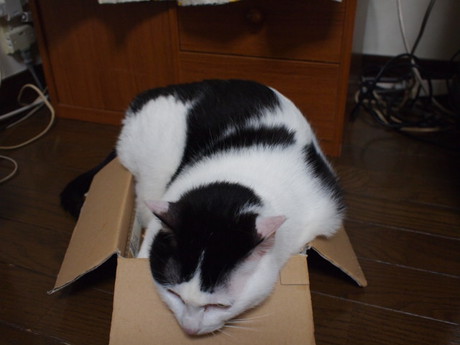 　本日の一枚　～ホルス～