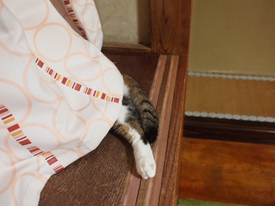 　本日の二枚　～のら～