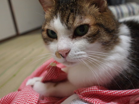 　本日の一枚　～のら～