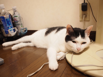 本日の一枚　~ホルス~