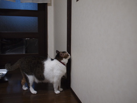 　本日の一枚　～のら～