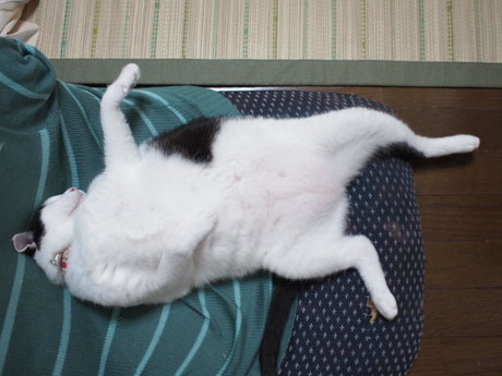 　本日の一枚　～ホルス～