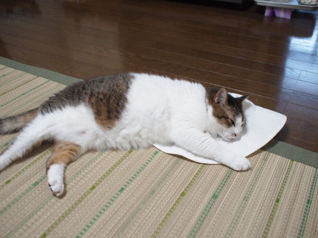 　本日の一枚　～のら～
