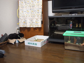 本日の一枚 ~のらとホルスと田中さん～